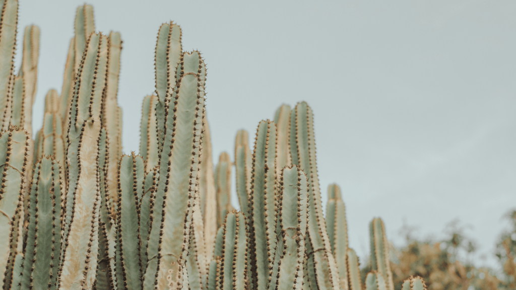 What is Psychedelic Cactus